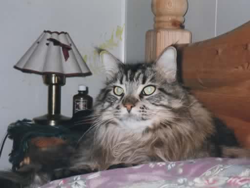 Maine Coon Alioth